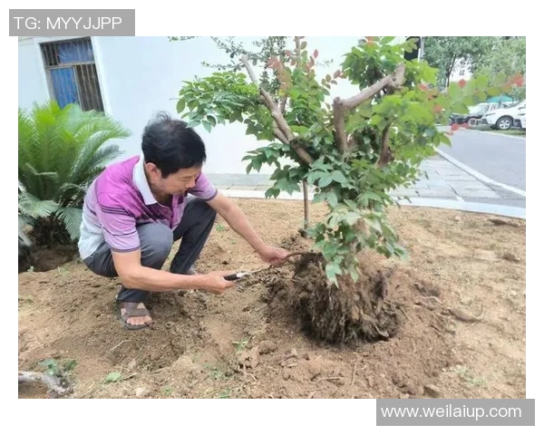 花卉种植技巧与管理方法解析助你打造美丽绿色家园